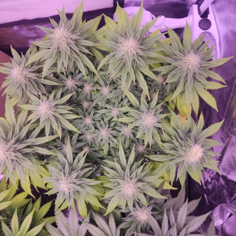 Royal Gorilla growlog timeline photo