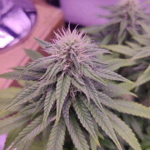 Royal Gorilla growlog timeline photo