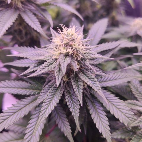 Royal Gorilla growlog timeline photo