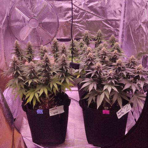 Royal Gorilla growlog timeline photo
