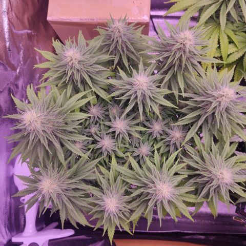 Golden Tiger growlog timeline photo