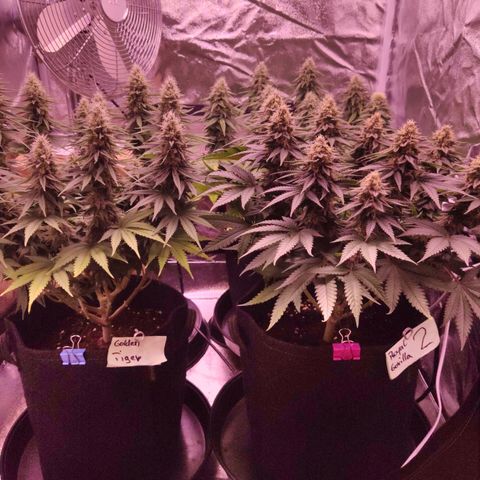 Royal Gorilla growlog timeline photo