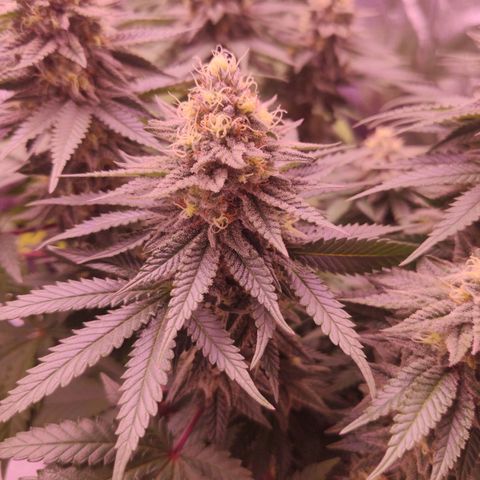 Royal Gorilla growlog timeline photo