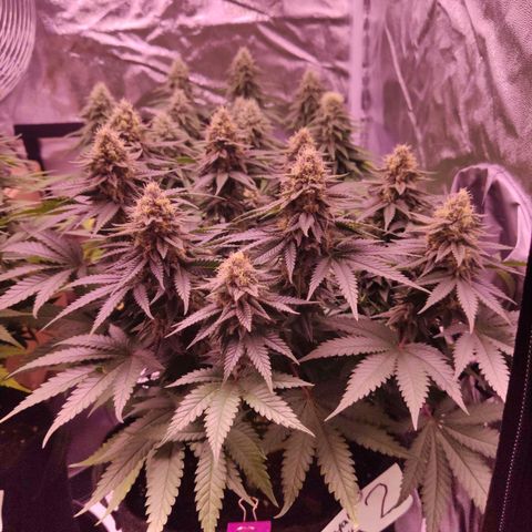 Royal Gorilla growlog timeline photo