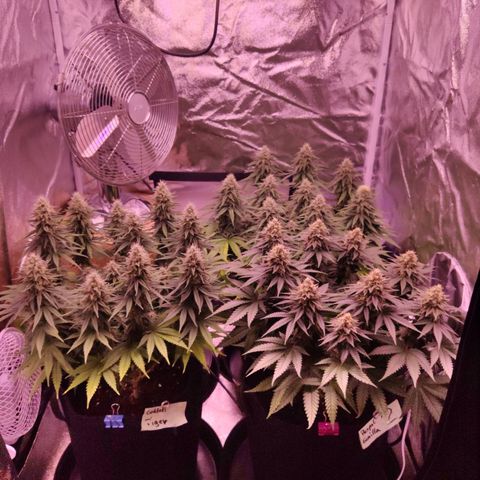 Golden Tiger growlog timeline photo