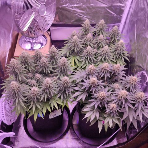 Golden Tiger growlog timeline photo