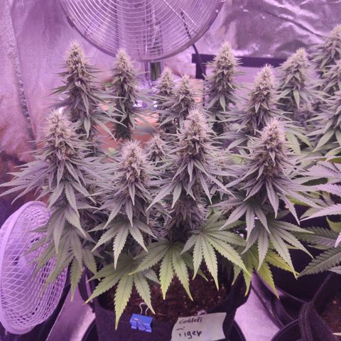 Golden Tiger growlog timeline photo