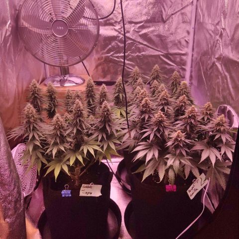 Royal Gorilla growlog timeline photo