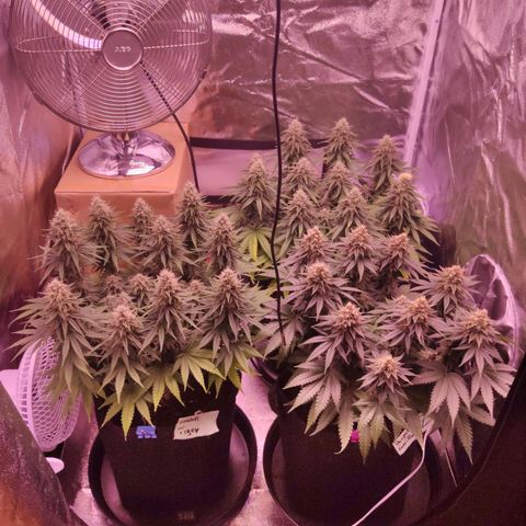 Royal Gorilla growlog timeline photo