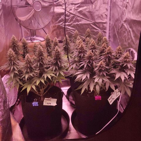Royal Gorilla growlog timeline photo