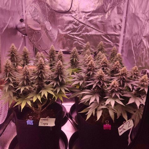 Golden Tiger growlog timeline photo