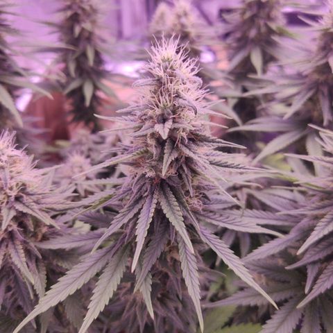 Golden Tiger growlog timeline photo