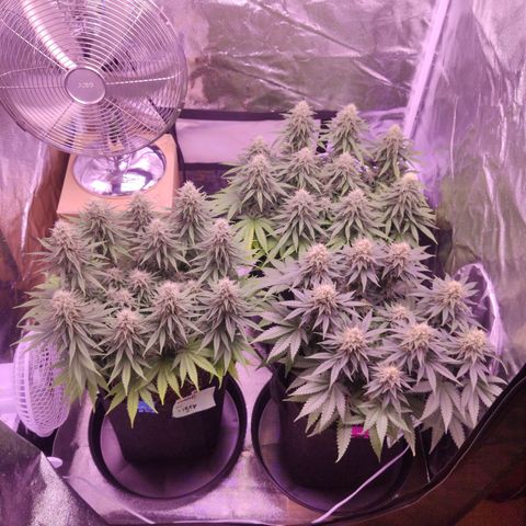 Golden Tiger growlog timeline photo
