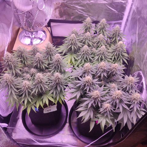 Royal Gorilla growlog timeline photo