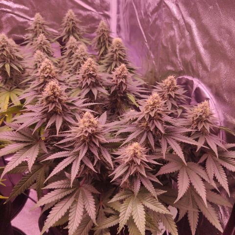 Royal Gorilla growlog timeline photo
