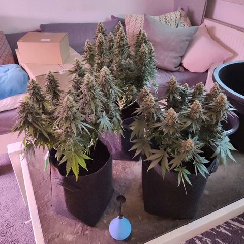 Royal Gorilla growlog timeline photo