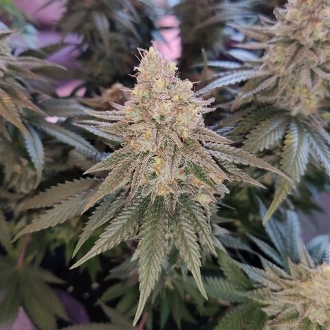 Royal Gorilla growlog timeline photo