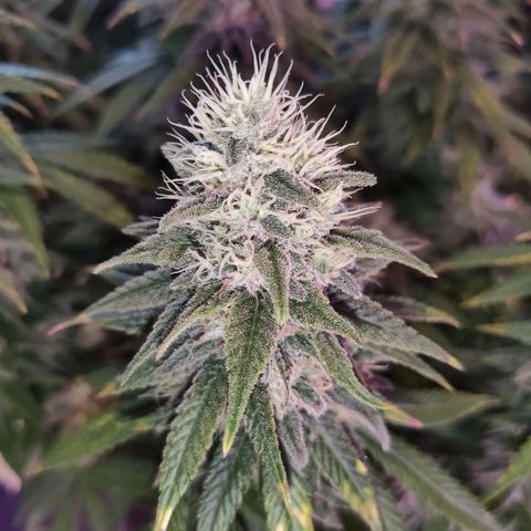 Royal Gorilla growlog timeline photo