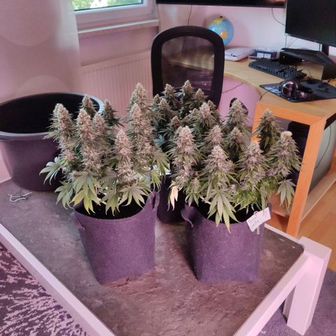 Royal Gorilla growlog timeline photo