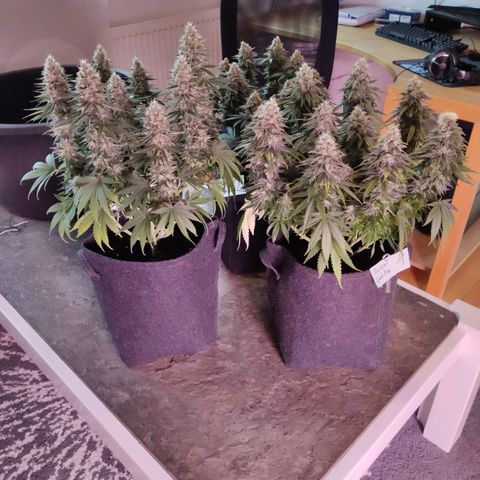 Royal Gorilla growlog timeline photo