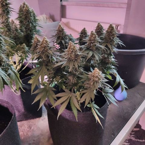 Royal Gorilla growlog timeline photo