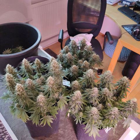 Royal Gorilla growlog timeline photo