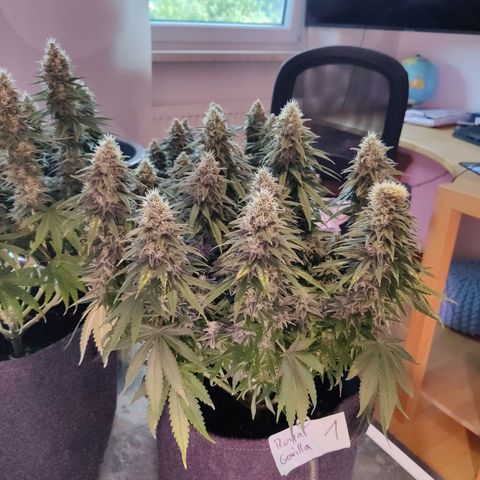 Royal Gorilla growlog timeline photo