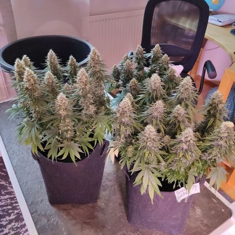 Royal Gorilla growlog timeline photo