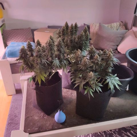 Royal Gorilla growlog timeline photo