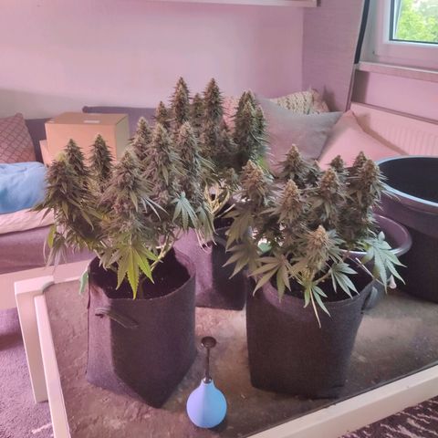Royal Gorilla growlog timeline photo