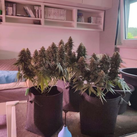 Golden Tiger growlog timeline photo