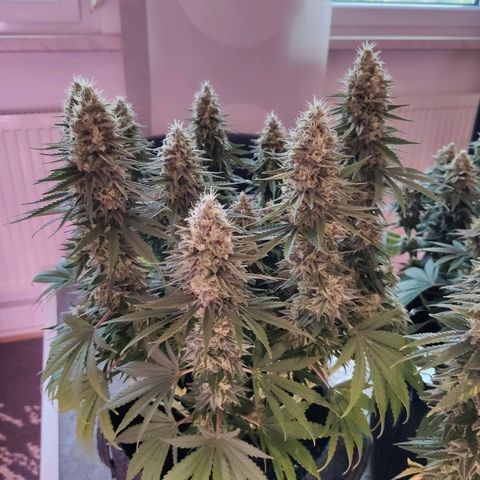 Golden Tiger growlog timeline photo