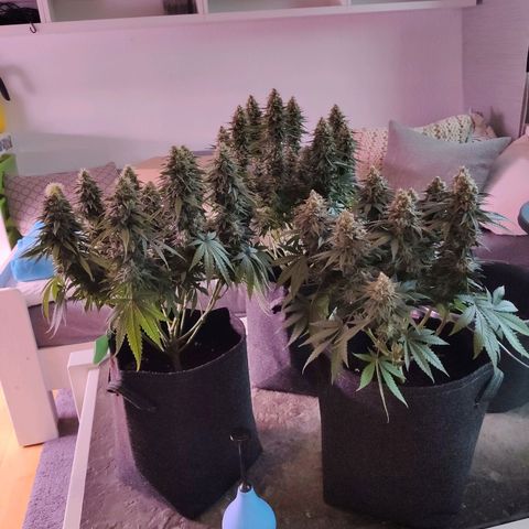 Golden Tiger growlog timeline photo