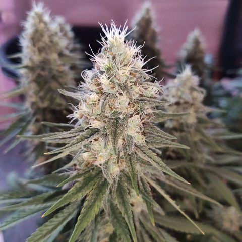 Golden Tiger growlog timeline photo