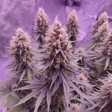 Golden Tiger growlog timeline photo
