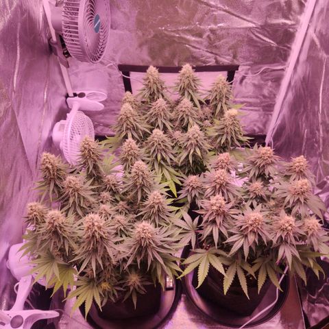 Golden Tiger growlog timeline photo