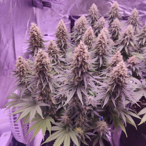 Golden Tiger growlog timeline photo
