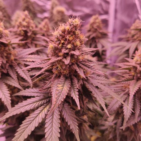 Royal Gorilla growlog timeline photo