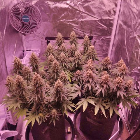 Royal Gorilla growlog timeline photo