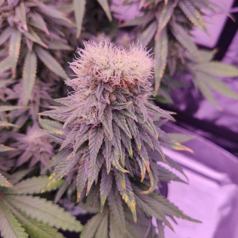 Royal Gorilla growlog timeline photo