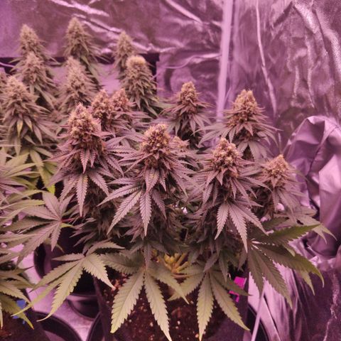 Royal Gorilla growlog timeline photo