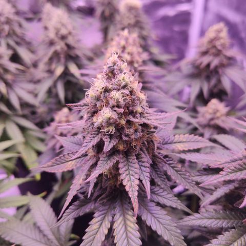 Royal Gorilla growlog timeline photo