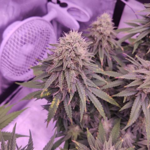 Royal Gorilla growlog timeline photo