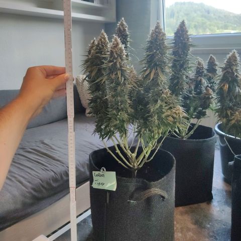 Golden Tiger growlog timeline photo