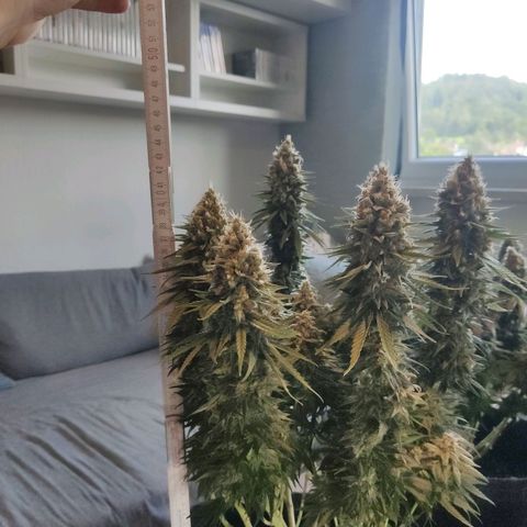 Golden Tiger growlog timeline photo