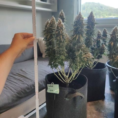 Golden Tiger growlog timeline photo