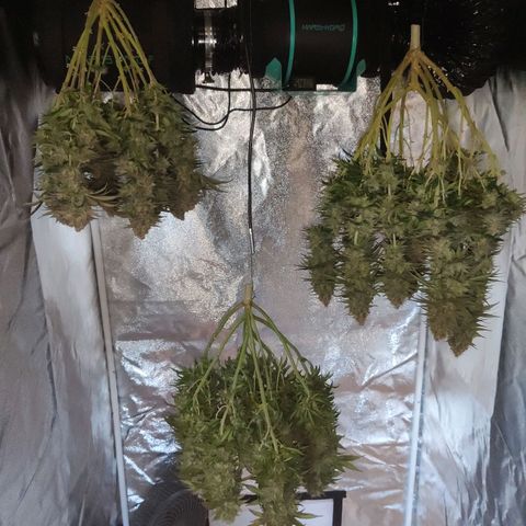 Royal Gorilla growlog timeline photo