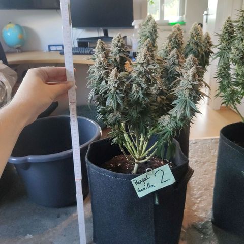 Royal Gorilla growlog timeline photo