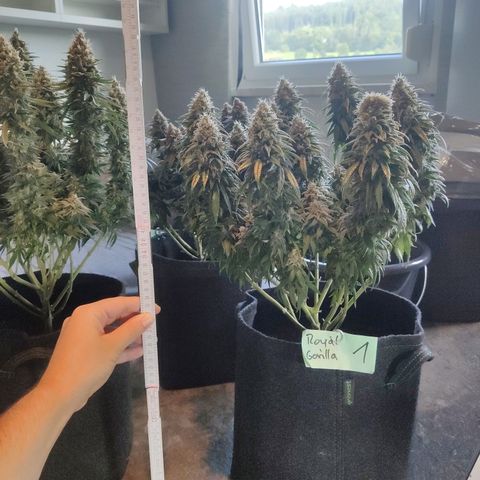 Royal Gorilla growlog timeline photo