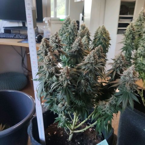 Royal Gorilla growlog timeline photo